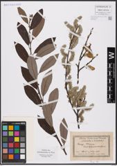 Foto von Salix aurita L. x Salix cinerea L.